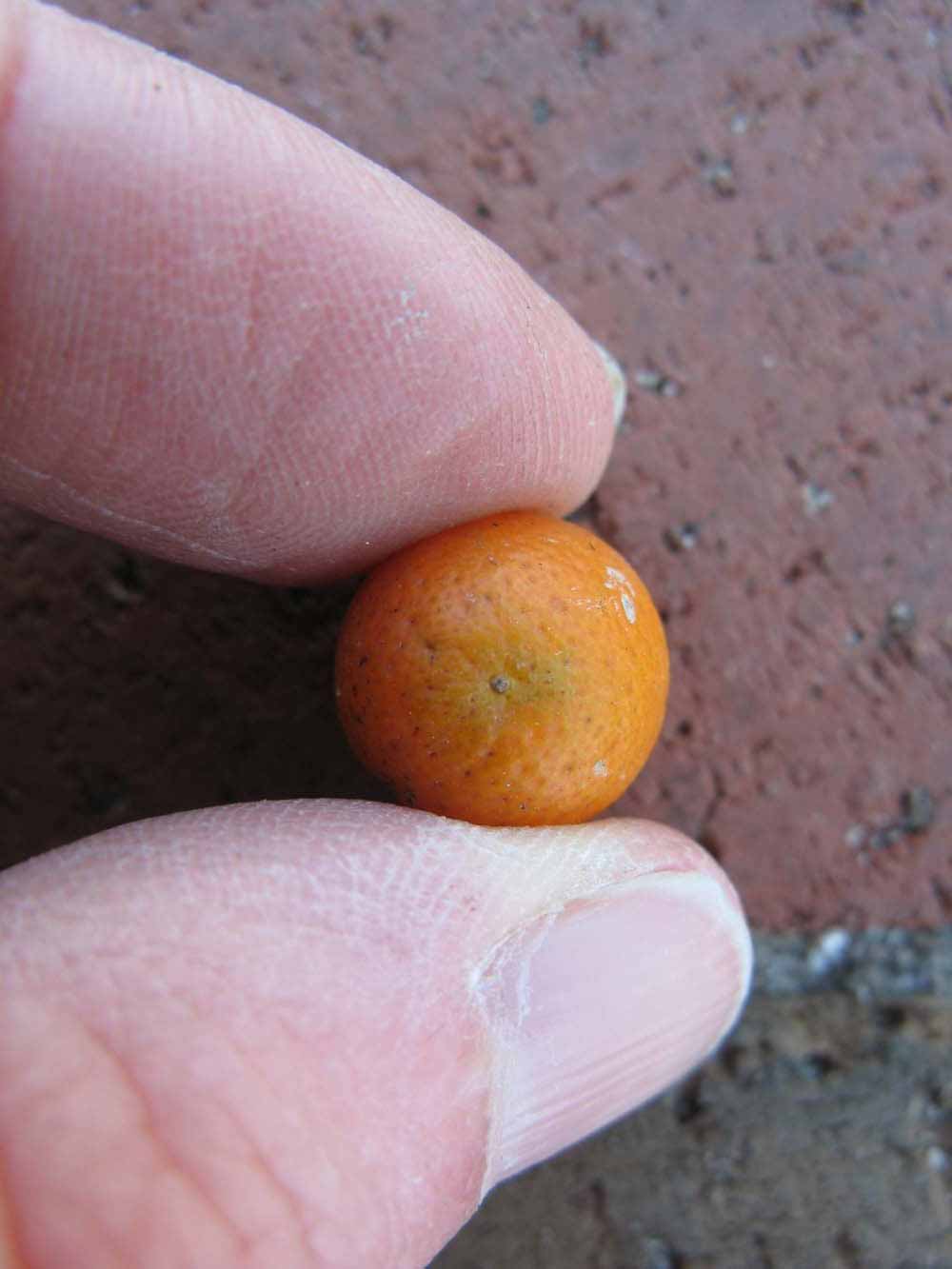              Fruit (Winter Haven, FL)       